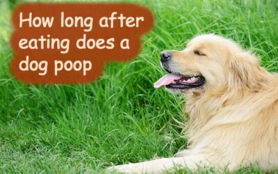 How Long After Eating Does a Dog Poop?