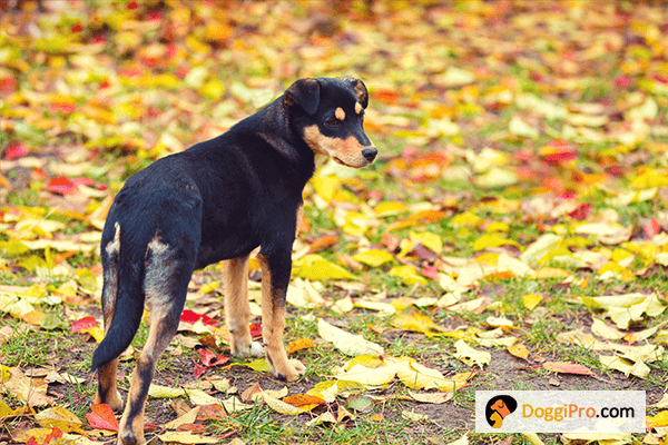 Should White Specks in dog poop be Cause For Concern