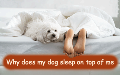Why Does My Dog Sleep On Top Of Me?