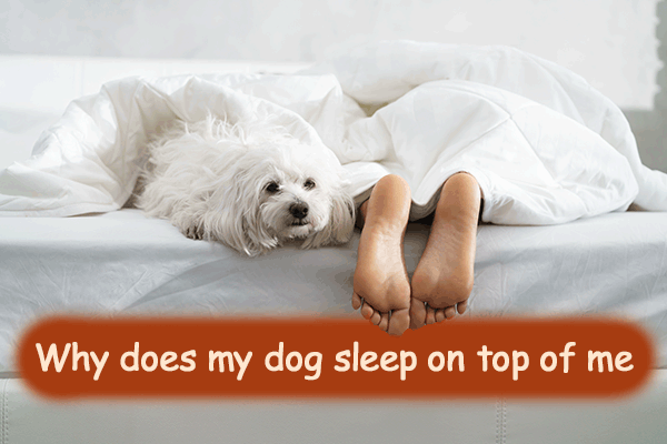 Why Does My Dog Lay on Top of Me