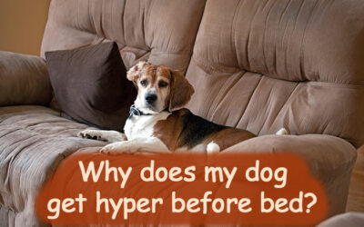 Why Does My Dog Get Hyper Before Bed?