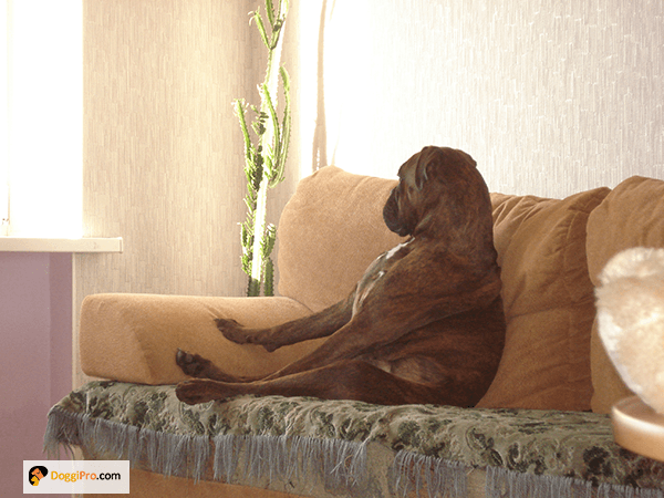 white specks in dog poop 01