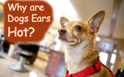 Why Are My Dogs Ears Hot? Is it Normal?