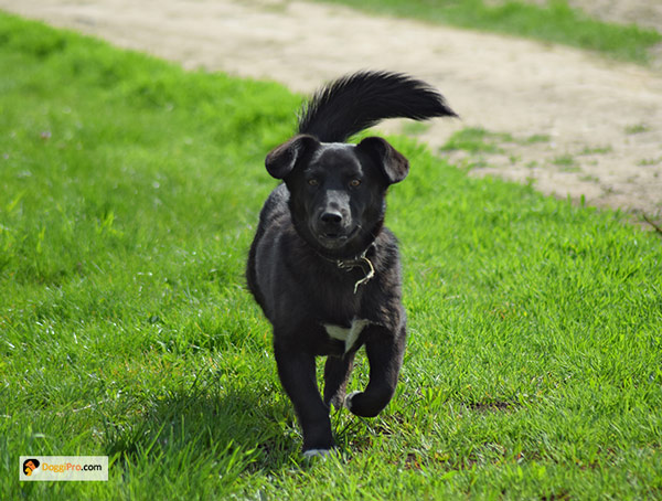 How to Prevent Your Dog from Chasing Runners