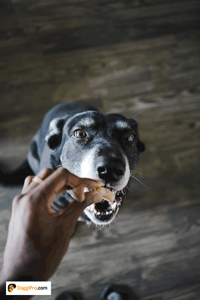 is aquaphor safe for dogs - Additional Home Remedies and Alternatives for Dog Skin Care