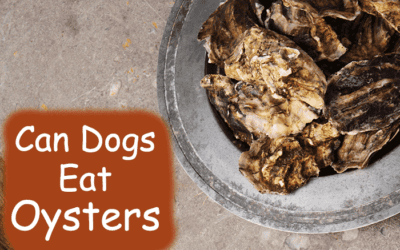 Can Dogs Eat Oysters? What Pet Owners Must Know