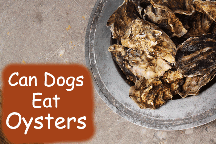 can dogs eat oysters