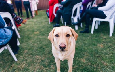 How To Train My Dog To Ignore Strangers