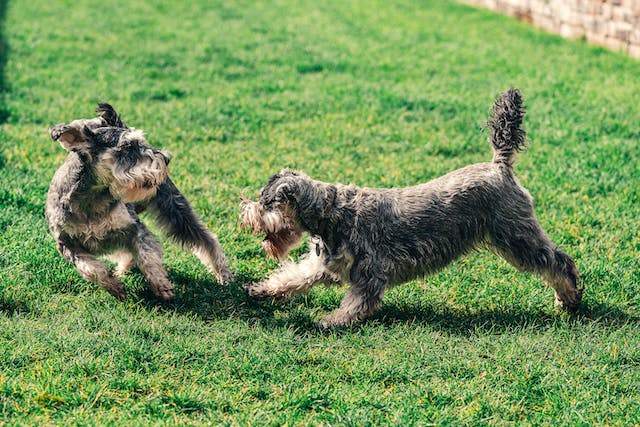 Why Schnauzers Are The Worst Dogs - high energy levels