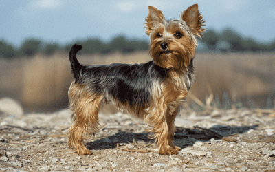 Aquaphor vs Vaseline For Wound Healing