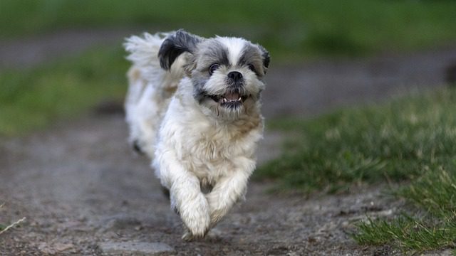 why shih tzu are the worst dog - training commands