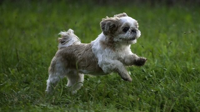 why shih tzu are the worst dog - behavior and training