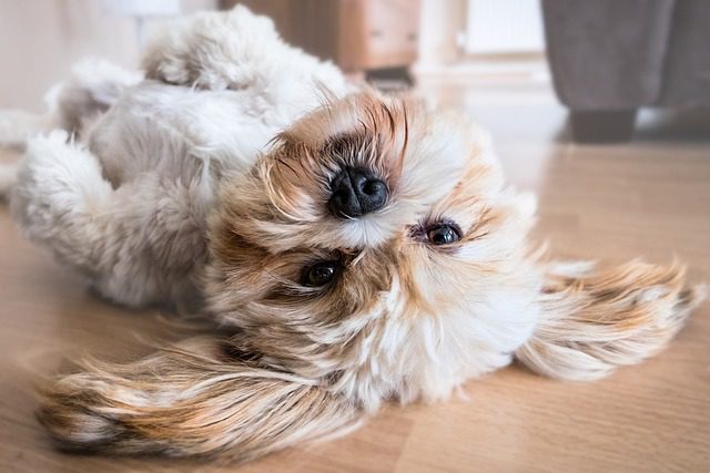 why shih tzu are the worst dog - special considerations